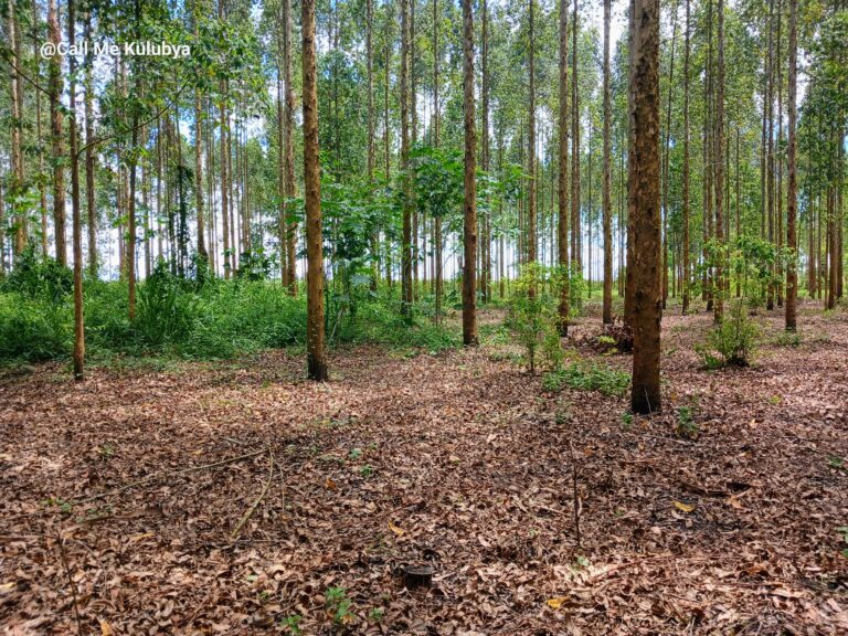 What’s next for planted forests in Uganda?